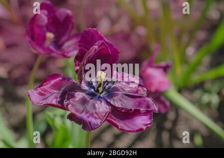 Tulipani viola frange closeup. Tulipano viola con bordi cristallini e frangiati. Foto Stock