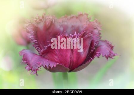 Tulipani viola frange closeup. Tulipano con frange viola Foto Stock