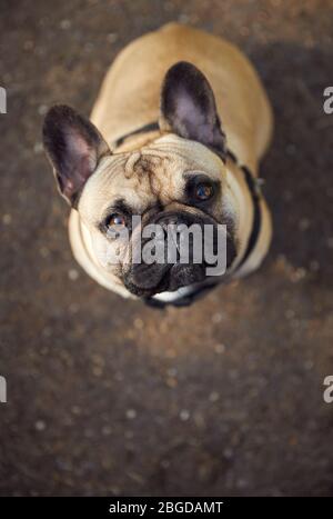 Puppy francese Fawn Bulldog guardando fotocamera ritratto con spazio copia. Foto Stock