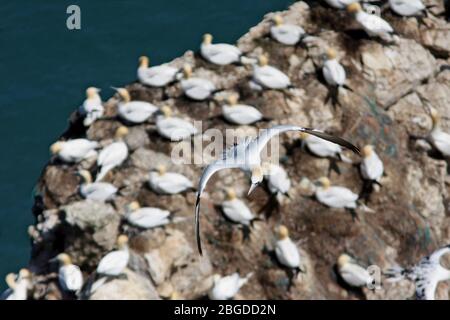 GANNET, REGNO UNITO. Foto Stock