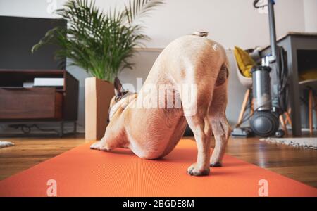 Cucciolo di Bulldog francese che si allunga su tappetino yoga nel soggiorno di casa. Foto Stock