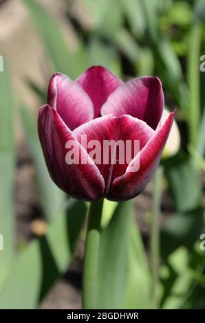 Marrone con tulipano con bordo giallo-aurora. Tulipano trionfale con fiore rosso in terracotta e fascia gialla intorno ai bordi. Foto Stock