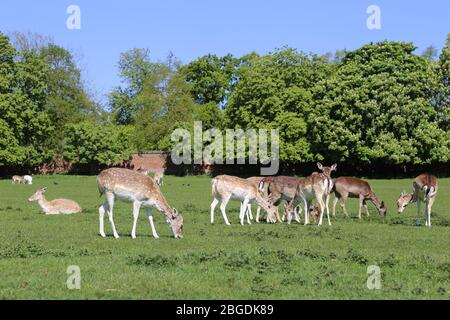 Daini di mamosco (Dama dama), Home Park, Hampton Court, East Molesey, Surrey, Inghilterra, Gran Bretagna, Regno Unito, Regno Unito, Europa Foto Stock