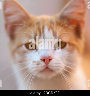 Bel gatto zenzero da vicino giovane faccia pulita. Foto Stock