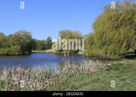 Oak Pond, Home Park, Hampton Court, East Molesey, Surrey, Inghilterra, Gran Bretagna, Regno Unito, Regno Unito, Europa Foto Stock