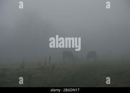 Due cavalli quasi persi nella nebbia con un albero sollato visto in background Foto Stock