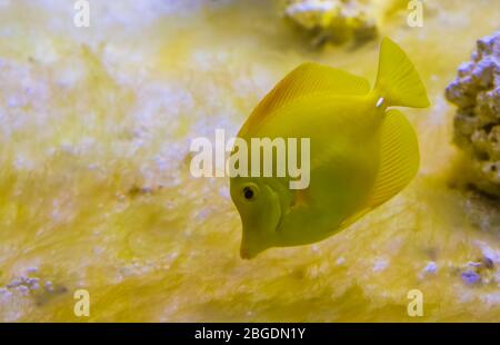 ritratto di primo piano di un pesce di tang giallo, uno dei pesci più popolari in acquacoltura, pesci tropicali dalle hawaii Foto Stock