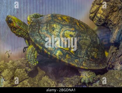 Bel ritratto di una tartaruga di legno dipinta, specie di rettile tropicale dal Costa Rica Foto Stock