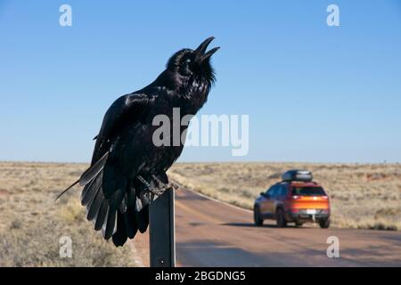 Raven all'insegna del Petrified Forest National Park in Arizona USA Foto Stock