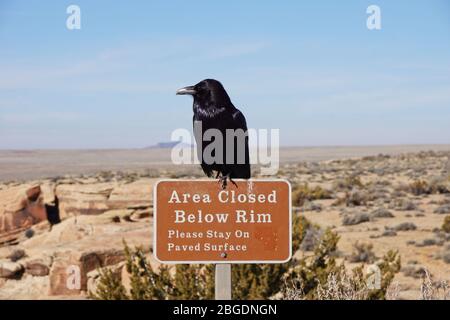 Raven all'insegna del Petrified Forest National Park in Arizona USA Foto Stock