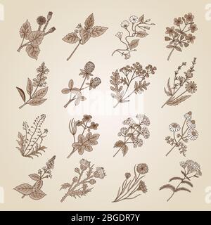 Illustrazione vettoriale in stile vintage. Collezione di erbe medicinali, botaniche e curative di bellezza dal giardino. Tono seppia Illustrazione Vettoriale