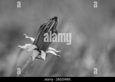 Fiore di dente di leone chiuso che cresce in una primavera, foto di BW. Foto Stock