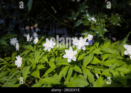 Vista ravvicinata del perenne anemone bianco doppio fiorito in primavera nel Surrey, nel sud-est dell'Inghilterra Foto Stock