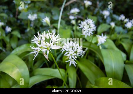 Pungente, delicato aglio bianco selvatico (Allium ursinum) in fiore in primavera, Surrey, sud-est Inghilterra - vista ravvicinata Foto Stock