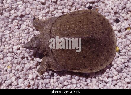 Tartaruga softshell cinese, Pelodiscus sinensis Foto Stock