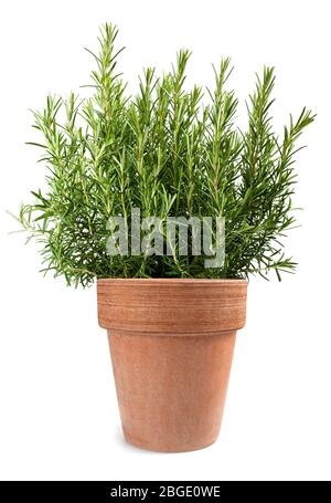 Il rosmarino piante in vaso isolato su sfondo bianco Foto Stock