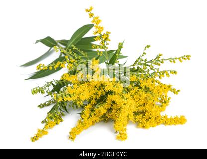 Tall oro (Solidago gigantea) fiori isolati su bianco Foto Stock