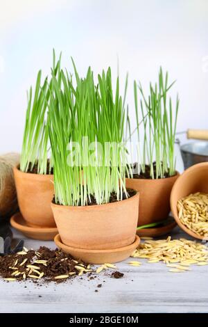 Erba verde in vasi da fiori e semi di avena, su tavola di legno Foto Stock