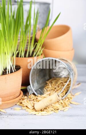 Erba verde in vasi da fiori e semi di avena, su tavola di legno Foto Stock