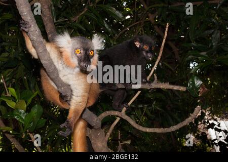 Coppia di lemuri neri su un albero Foto Stock