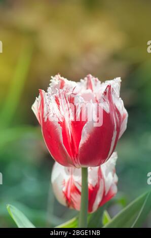Canzone tulipano Bell rosa con bordi bianchi frangiati. Tulipano canto campana Foto Stock