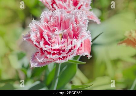 Tulipano rosa sul letto da fiore. Bella tulipano con frange di terry. Tulipani colorati e luminosi del Queensland Foto Stock