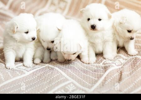 Adorabile cuccioli di cane spitz bianco soffice sulla coperta. Il migliore amico per animali domestici per i bambini Foto Stock