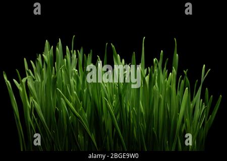 Primo piano dell'erba di grano verde su sfondo nero Foto Stock