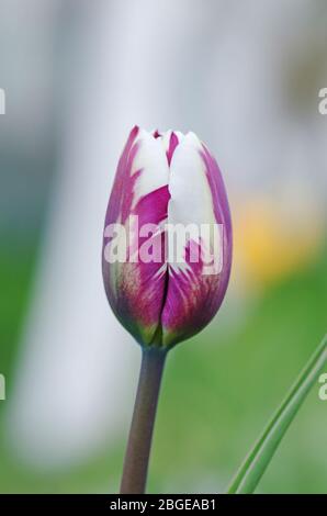 Doppio colore viola bianco tulipano Insulinde. Bianco con striscia viola su tulipano di petalo. Fiore tulipano bianco con strisce viola. Fiore di vi flamed bianco Foto Stock