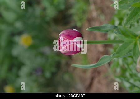 Doppio colore viola bianco tulipano Insulinde. Bianco con striscia viola su tulipano di petalo. Fiore tulipano bianco con strisce viola. Fiore di vi flamed bianco Foto Stock