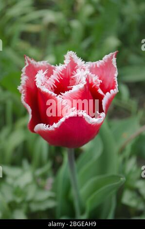 Canzone tulipano Bell rosa con bordi bianchi frangiati. Tulipano canto campana Foto Stock