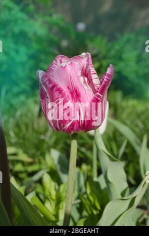 Tulipani viola frange closeup. Tulipano viola con bordi cristallini e frangiati. Foto Stock