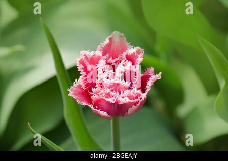Canzone tulipano Bell rosa con bordi bianchi frangiati. Tulipano canto campana Foto Stock