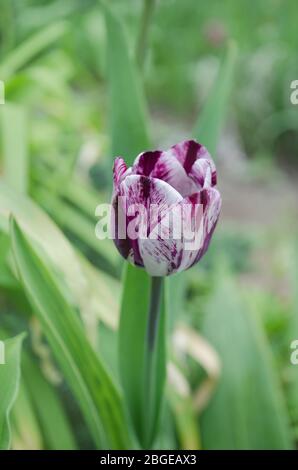 Doppio colore viola bianco tulipano Insulinde. Bianco con striscia viola su tulipano di petalo. Fiore tulipano bianco con strisce viola. Fiore di vi flamed bianco Foto Stock