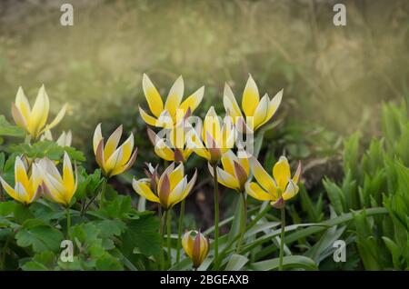 Tulipa tarda in crescita in giardino. Tara tara fiore tulipano. Tulipano tarda. Tulipano tarda Foto Stock