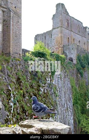 Pigeon in Cheptow Castle Wales Foto Stock