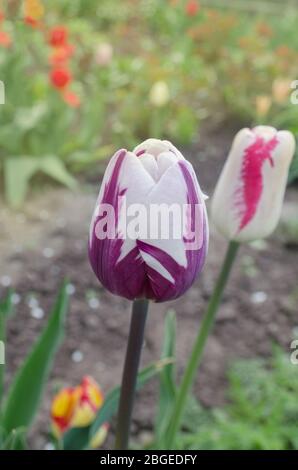 Doppio colore viola bianco tulipano Insulinde. Bianco con striscia viola su tulipano di petalo. Fiore tulipano bianco con strisce viola. Fiore di vi flamed bianco Foto Stock