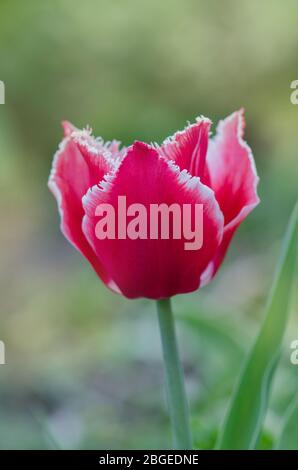 Rosa tulipano fiore Bell canzone con frange bianche ai petali Foto Stock