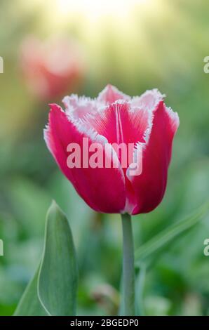 Canzone tulipano Bell rosa con bordi bianchi frangiati. Tulipano canto campana Foto Stock