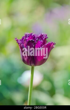 Tulipani viola frange closeup. Tulipano viola con bordi cristallini e frangiati. Foto Stock