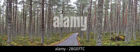 Caledon Silver Birch Forest, Abernethy Nature Reserve, Cairngorms National Park, Scozia Foto Stock