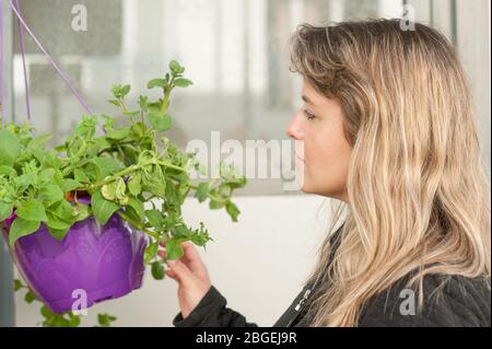 donna bionda che tocca le erbe su una floricoltura. Le erbe sono su un vaso viola. Foto Stock