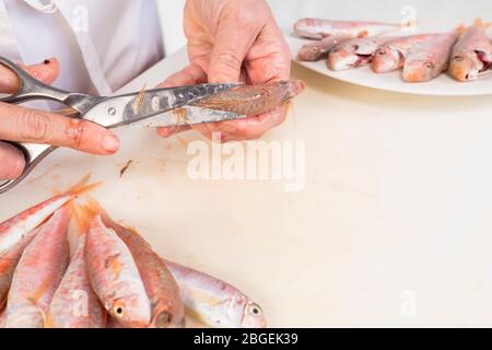 le mani della donna puliscono un triglie rosso su un tagliere Foto Stock