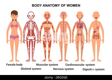 Anatomia del corpo femminile. Poster anatomico. Apparato scheletrico e muscolare, sistema nervoso e circolatorio, apparato digerente umano Illustrazione Vettoriale