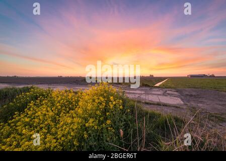 Le nuvole colorano vivaci colori rosa, arancione e giallo durante un tramonto sul paesaggio olandese. I fiori di colza sono in primo piano. Foto Stock