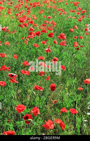 Bei fiori di papavero sul campo Foto Stock