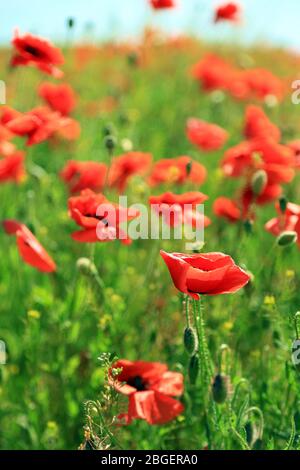 Bei fiori di papavero sul campo Foto Stock