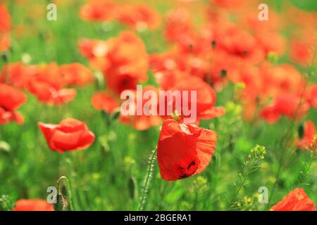 Bei fiori di papavero sul campo Foto Stock