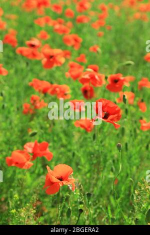 Bei fiori di papavero sul campo Foto Stock