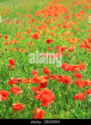 Bei fiori di papavero sul campo Foto Stock